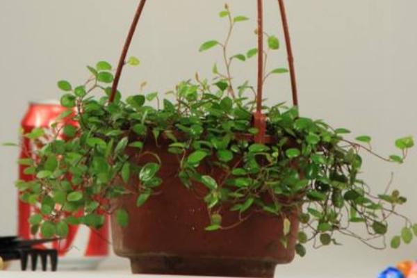 千葉吊蘭一碰就掉葉子是怎么回事 千葉吊蘭怎么繁殖