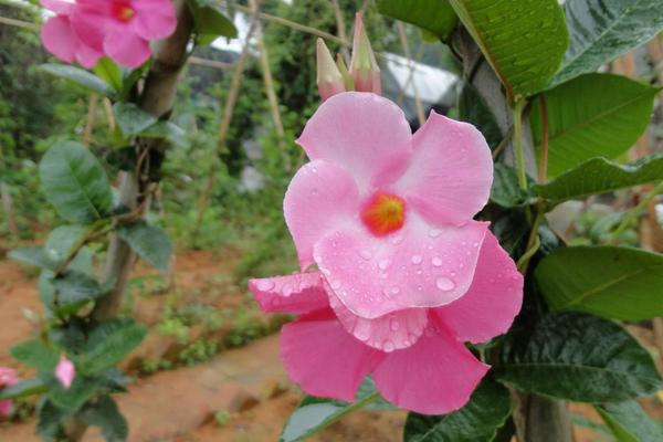 飄香藤市場價格多少錢一棵 飄香藤怎么種植