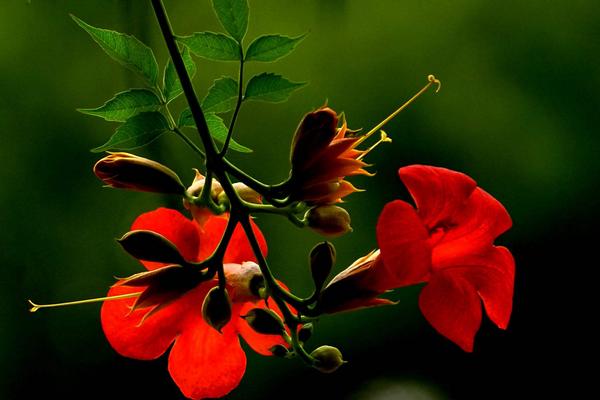 凌霄花為什么叫墮胎花 凌霄花有毒嗎