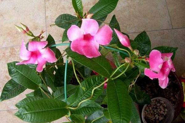 飄香藤市場價(jià)格多少錢一棵 飄香藤怎么種植