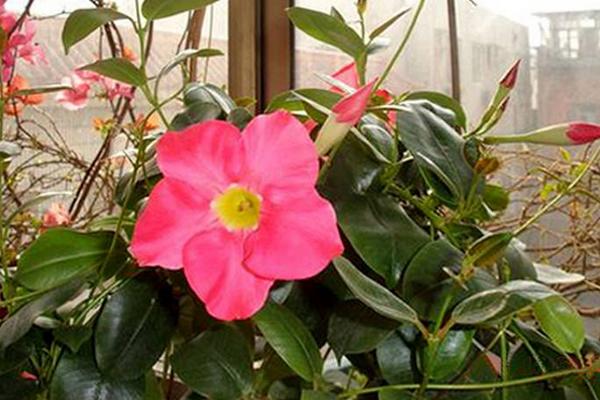 飄香藤市場價(jià)格多少錢一棵 飄香藤怎么種植