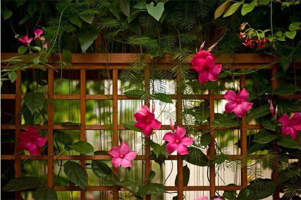 飄香藤市場價(jià)格多少錢一棵 飄香藤怎么種植