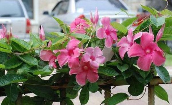 飄香藤市場價(jià)格多少錢一棵 飄香藤怎么種植