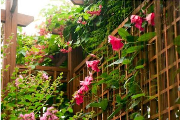 飄香藤市場價(jià)格多少錢一棵 飄香藤怎么種植