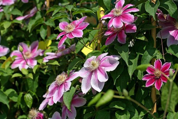 鐵線蓮有毒嗎 鐵線蓮能放在室內(nèi)臥室嗎