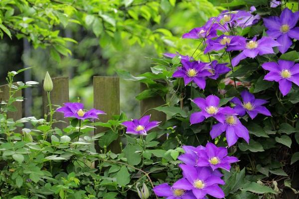 鐵線蓮怎么澆水（多久澆一次） 鐵線蓮怎么扦插