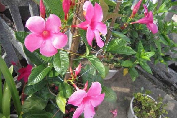 飄香藤能爬多高 飄香藤可以活多少年