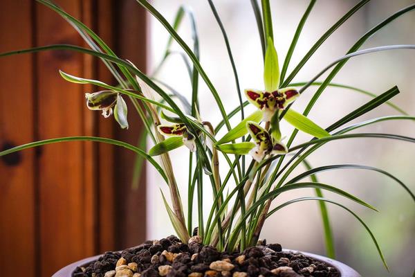 春蘭和春劍的區別是什么  春蘭作用