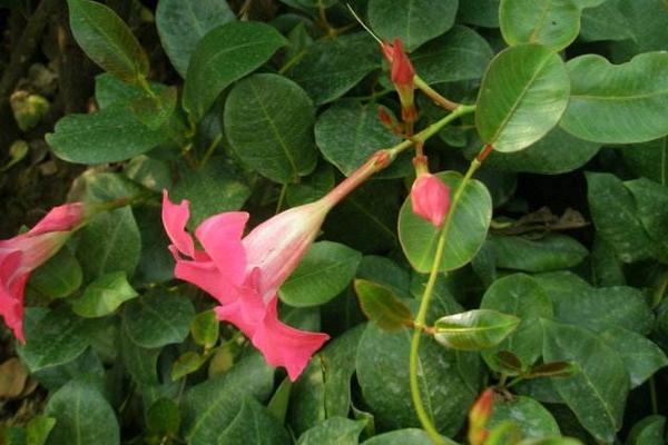 飄香藤和雙喜藤的區(qū)別是什么 飄香藤有毒嗎