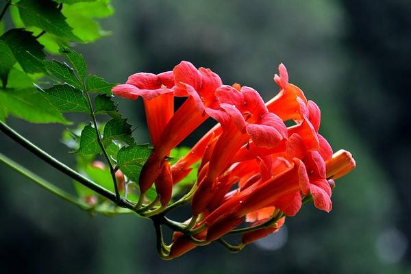 凌霄花功效與作用 凌霄花藥用價值