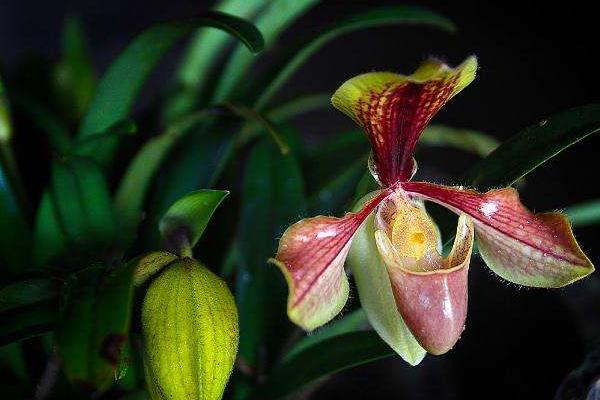 兜蘭一年開幾次花 兜蘭幾月開花