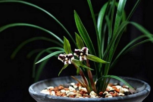 春蘭葉子發黃變黑怎么辦 春蘭怎么施肥