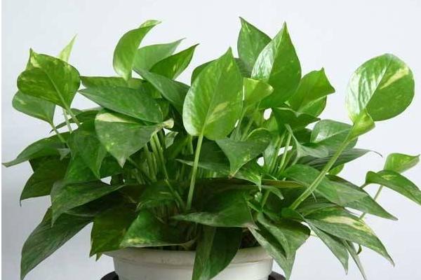 水培綠蘿如何快速生根 水培綠蘿爛根怎么辦