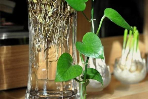水培綠蘿如何快速生根 水培綠蘿爛根怎么辦