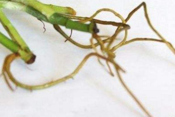 水培綠蘿如何快速生根 水培綠蘿爛根怎么辦