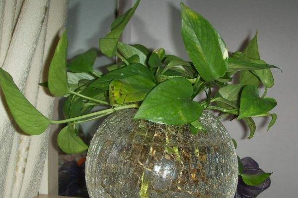 水培綠蘿如何快速生根 水培綠蘿爛根怎么辦