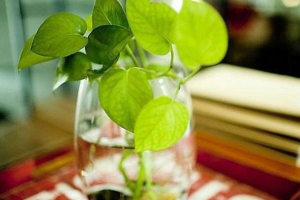 水培綠蘿如何快速生根 水培綠蘿爛根怎么辦