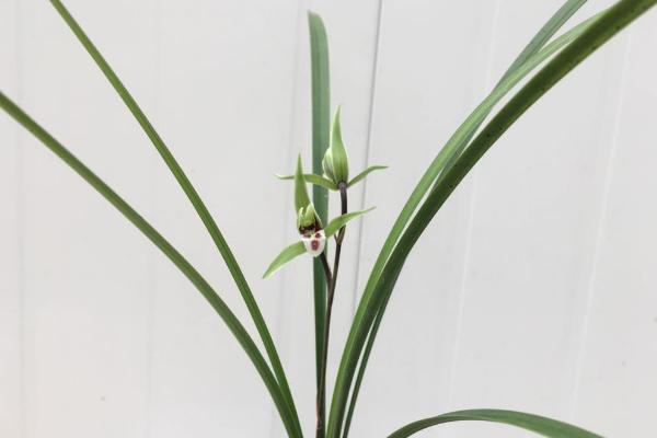 寒蘭和春蘭的區別是什么 寒蘭的生長習性