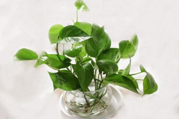 水培綠蘿可以養魚嗎 水培綠蘿養魚有哪些是好處