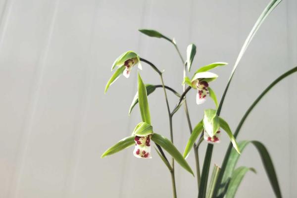 寒蘭和春蘭的區別是什么 寒蘭的生長習性