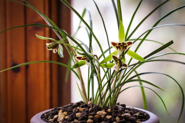 寒蘭和春蘭的區別是什么 寒蘭的生長習性