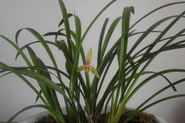 寒蘭和春蘭的區別是什么 寒蘭的生長習性