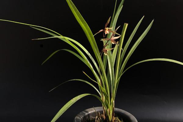 寒蘭和春蘭的區別是什么 寒蘭的生長習性