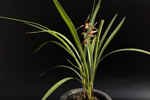 寒蘭有哪些品種 怎樣識別寒蘭