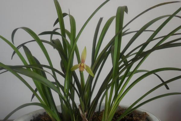 寒蘭有哪些品種 怎樣識別寒蘭