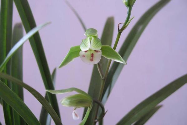 寒蘭有哪些品種 怎樣識別寒蘭