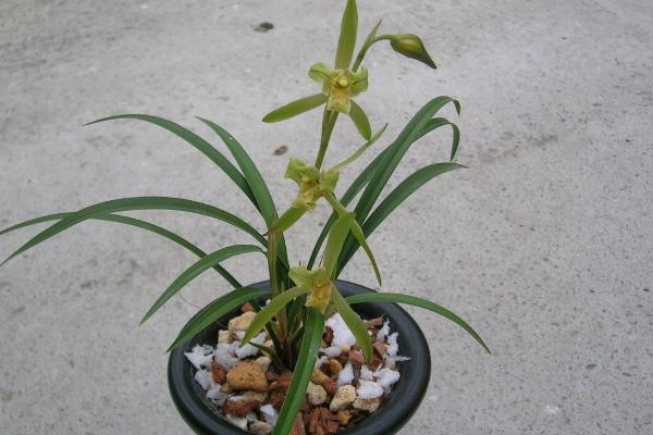 寒蘭有哪些品種 怎樣識別寒蘭