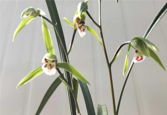 寒蘭有哪些品種 怎樣識別寒蘭