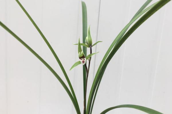 寒蘭有哪些品種 怎樣識別寒蘭