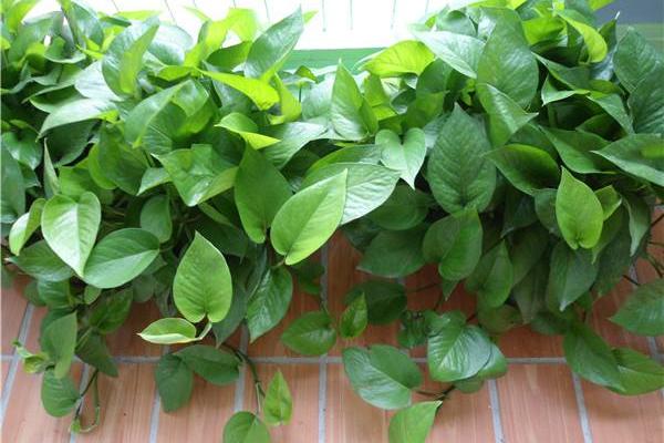 綠蘿怎么養 綠蘿養殖方法與注意事項