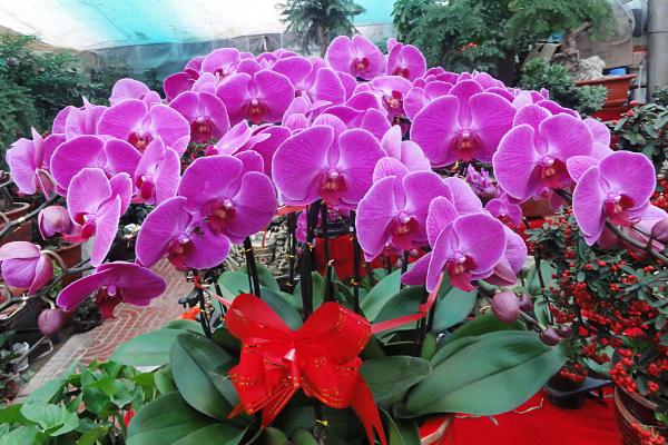 蝴蝶蘭可以水培養殖嗎 蝴蝶蘭水培方法