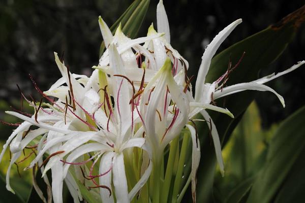 文殊蘭怎么養 文殊蘭養殖方法與注意事項