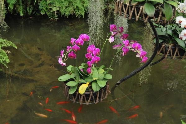 蝴蝶蘭可以水培養殖嗎 蝴蝶蘭水培方法