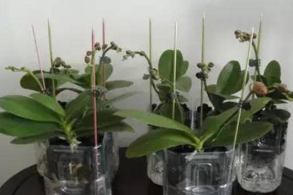 蝴蝶蘭可以水培養殖嗎 蝴蝶蘭水培方法