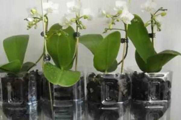 蝴蝶蘭可以水培養殖嗎 蝴蝶蘭水培方法
