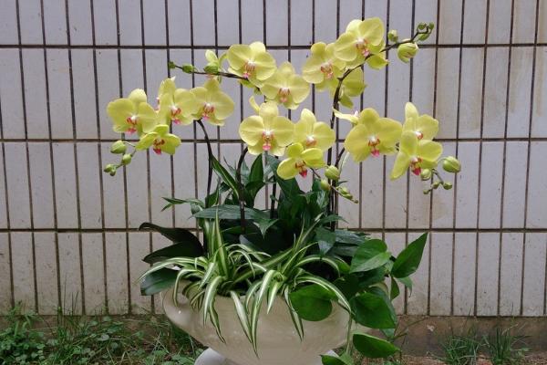 蝴蝶蘭可以水培養殖嗎 蝴蝶蘭水培方法