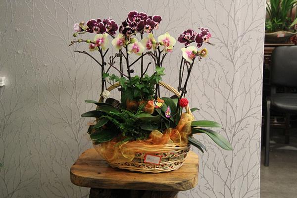 蝴蝶蘭可以水培養殖嗎 蝴蝶蘭水培方法