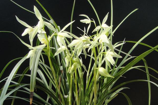 大雪素怎么養 大雪素養殖方法與注意事項