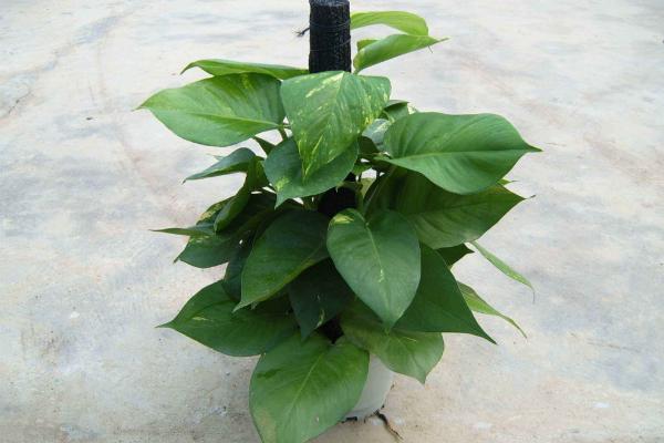 大葉綠蘿為什么要柱子 大葉綠蘿怎么養