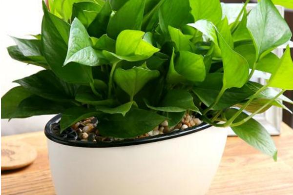 綠蘿怎么扦插繁殖 綠蘿什么時候扦插最好