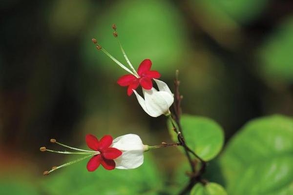 龍吐珠怎么澆水（多久澆一次） 龍吐珠怎么施肥