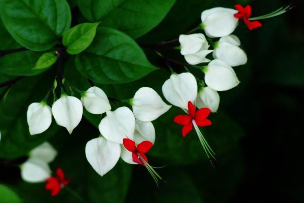 龍吐珠怎么養 龍吐珠養殖方法與注意事項