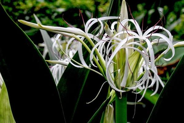 文殊蘭怎么養 文殊蘭養殖方法與注意事項