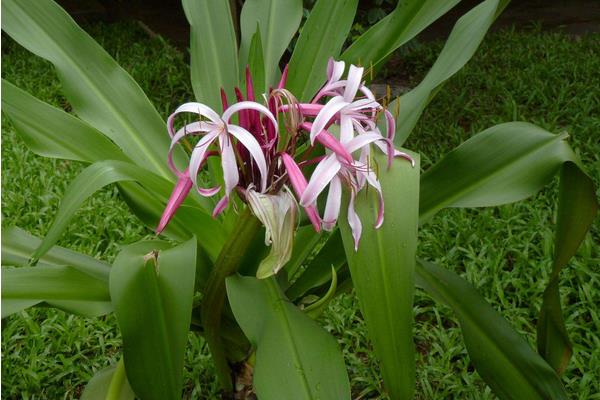 文殊蘭怎么養 文殊蘭養殖方法與注意事項