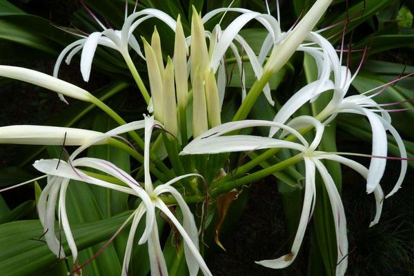 文殊蘭怎么養 文殊蘭養殖方法與注意事項