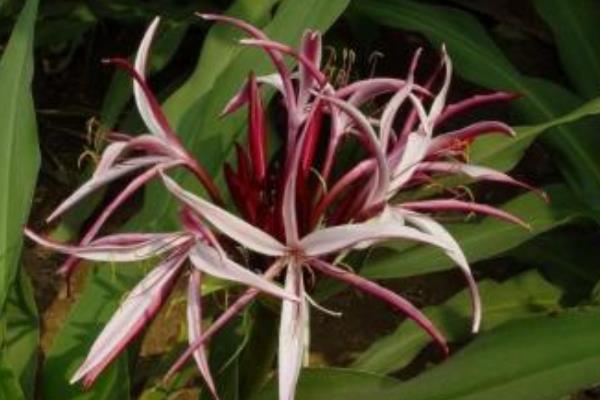 文殊蘭怎么養 文殊蘭養殖方法與注意事項